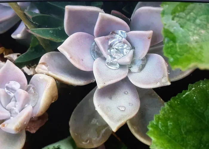 Poggio Bicchieri Campiglia dʼOrcia