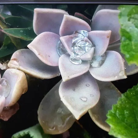 Poggio Bicchieri Campiglia d'Orcia